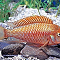 Tropheus moorii Moliro Red albino