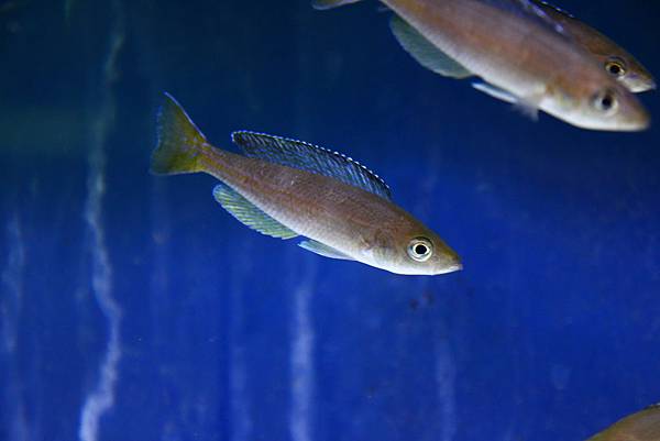 Cyprichromis microlepidotus kigoma (2)
