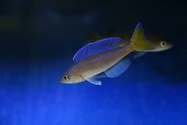 Cyprichromis microlepidotus kigoma (3)