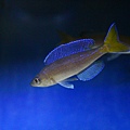 Cyprichromis microlepidotus kigoma (3)
