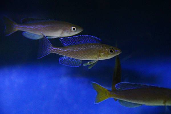 Cyprichromis microlepidotus kigoma (4)