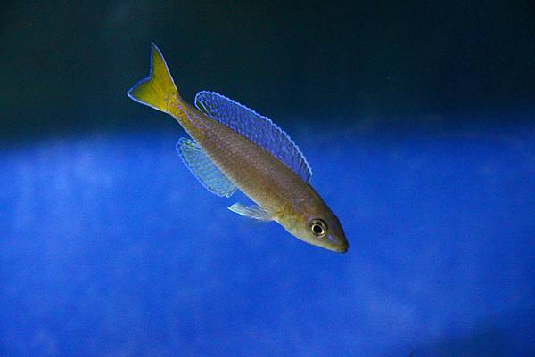 Cyprichromis microlepidotus kigoma (5)
