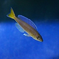 Cyprichromis microlepidotus kigoma (5)