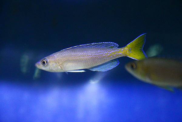 Cyprichromis microlepidotus kigoma (6)