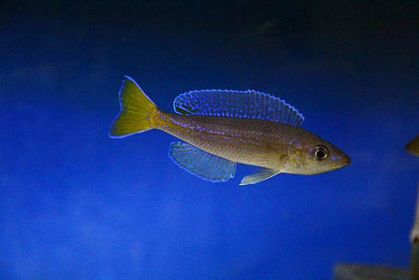 Cyprichromis microlepidotus kigoma (8)