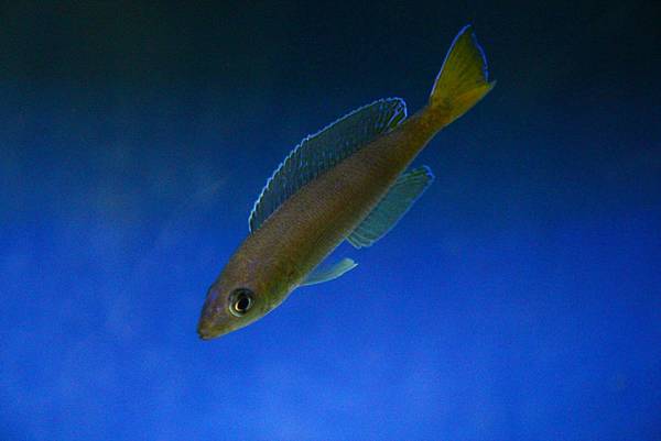 Cyprichromis microlepidotus kigoma (9)