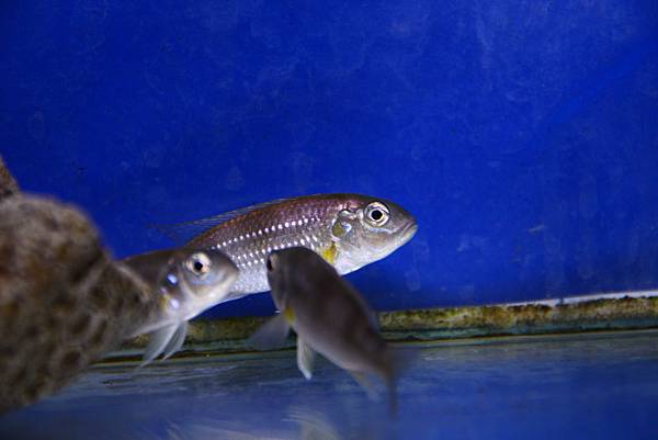 Limnochromis auritus (2)