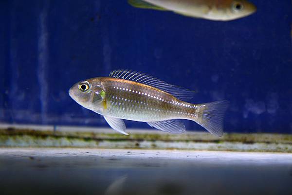 Limnochromis auritus (3)