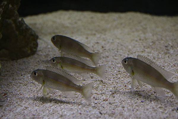 Limnochromis auritus (5)