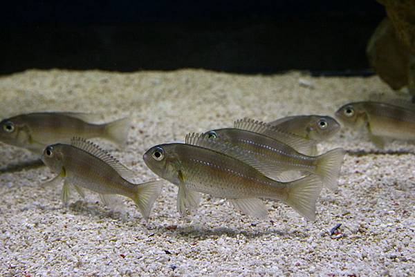 Limnochromis auritus (6)
