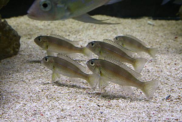 Limnochromis auritus (7)