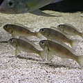 Limnochromis auritus (7)