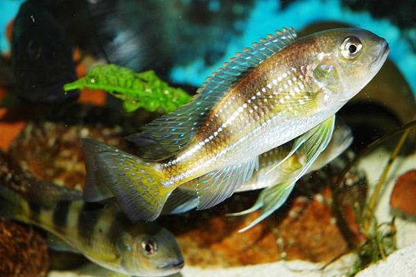 Limnochromis auritus (9)