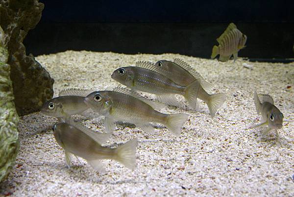 Limnochromis auritus (8)