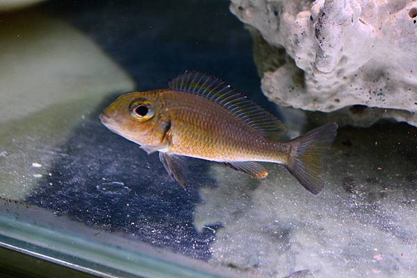 Callochromis macrops