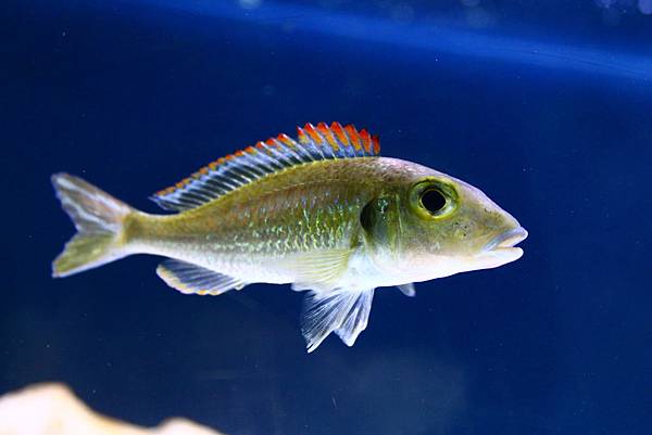 Callochromis pleurospilus Masswa (2)