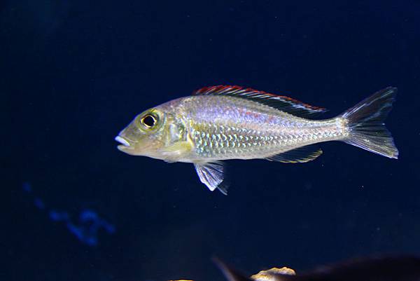 Callochromis pleurospilus Masswa