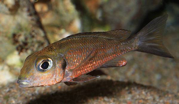 Callochromis macrops red Ndole