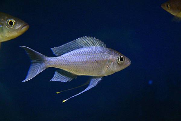 Ophthalmotilapia ventralis (4)