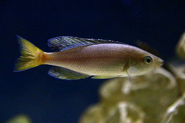 Cyprichromis leptosoma