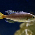 Cyprichromis leptosoma