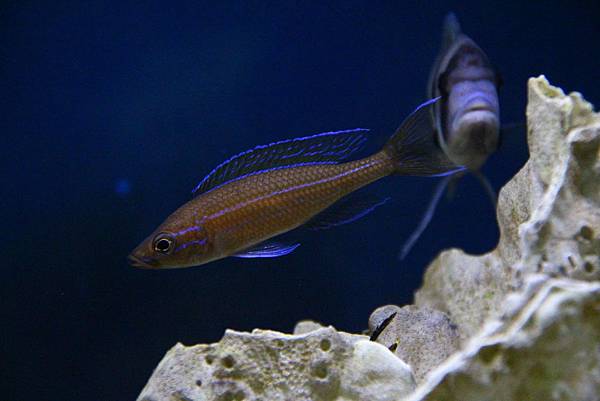 Paracyprichromis nigripinnis (2)