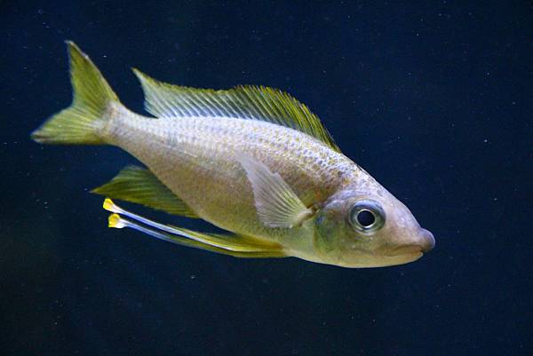 Ophthalmotilapia nasuta (2).JPG