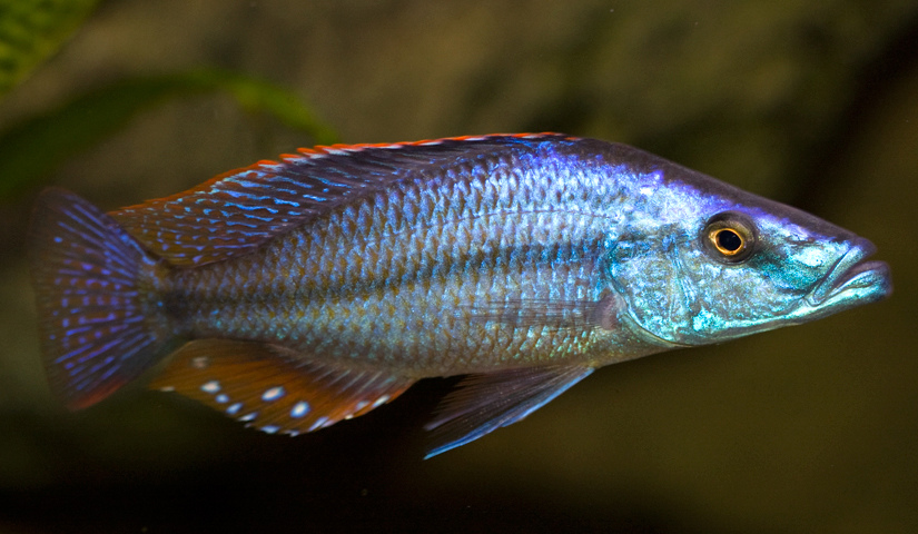 Dimidiochromis Compressiceps 馬面 第一水族的二三事 痞客邦