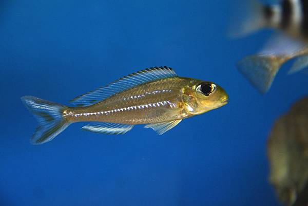 Xenotilapia ornatipinnis (2)