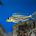 Xenotilapia ornatipinnis