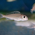 Xenotilapia ornatipinnis (4)