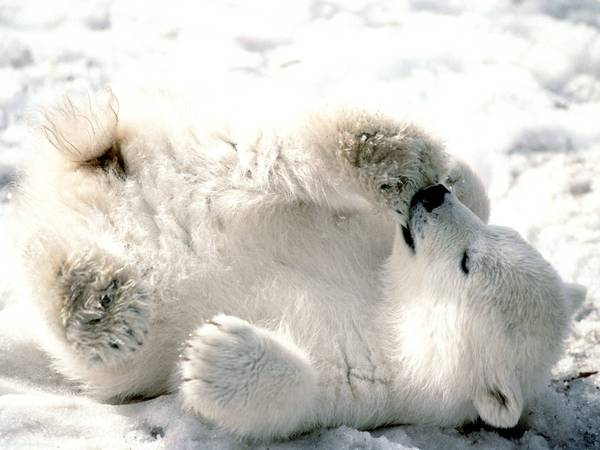 小小北極熊