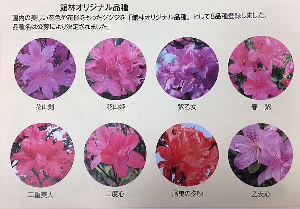 關東近郊 賞花 躑躅ケ岡館林つつじが岡公園 含巴士資訊 苒苒札記 痞客邦 關東近郊 賞花 躑躅ケ岡館林つつじが岡公園 含巴士資訊 苒苒札記 痞客邦