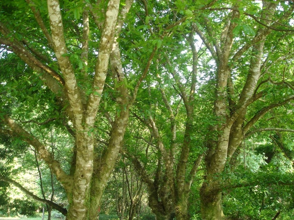 宜蘭旅遊~宜蘭租車~福山植物園