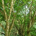 宜蘭旅遊~宜蘭租車~福山植物園