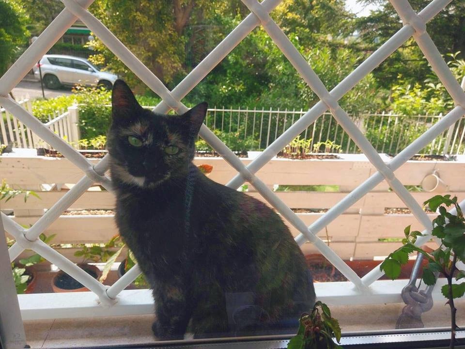 cat1.jpg