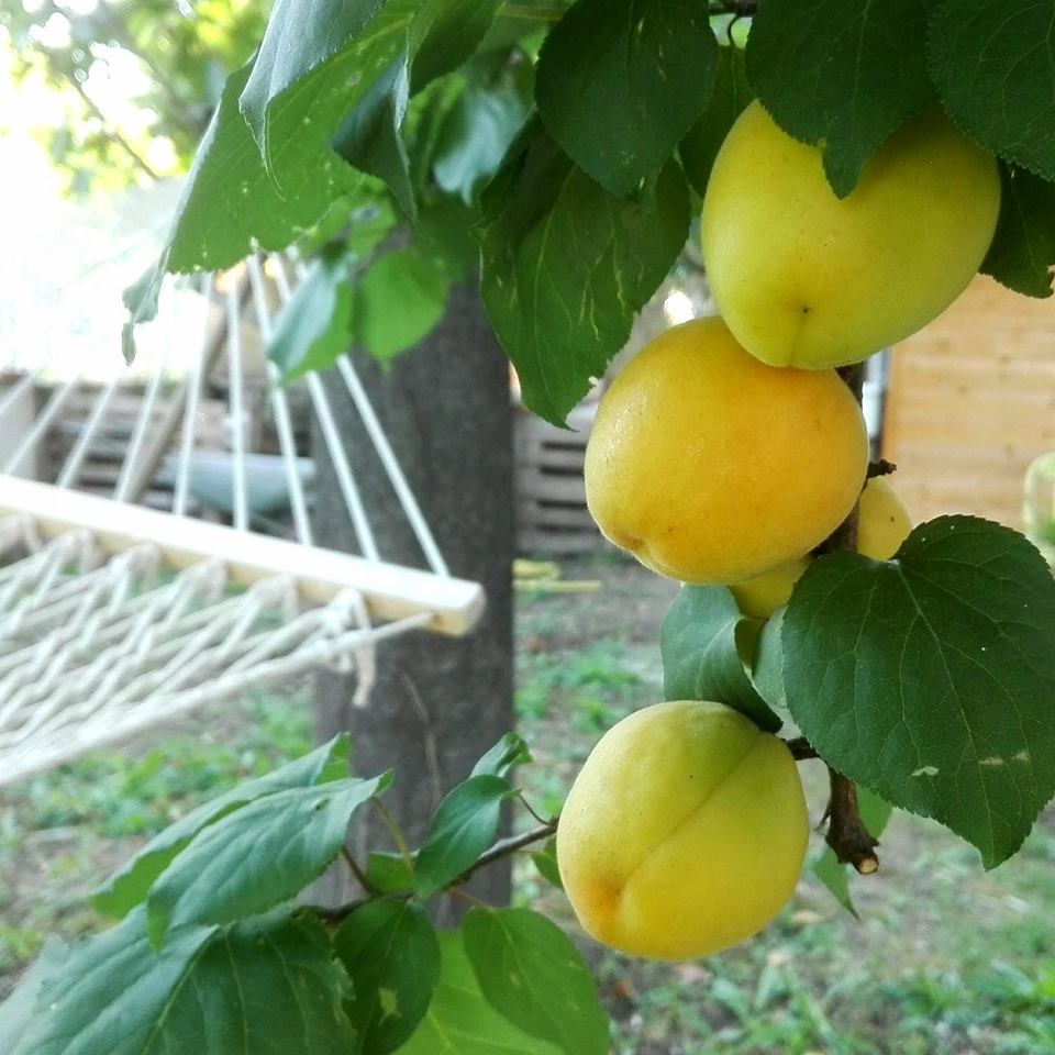 yard3.jpg