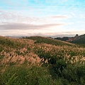 新北市 樹林大同山 芒草季