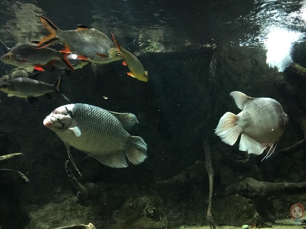 英國 倫敦動物園 水族館2