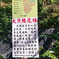 三峽 大熊櫻花林 花期公告牌