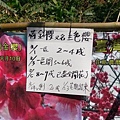 三峽 大熊櫻花林 花期公告牌