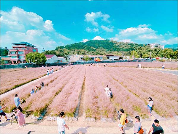 和平快樂田園 粉黛亂子草2.JPG