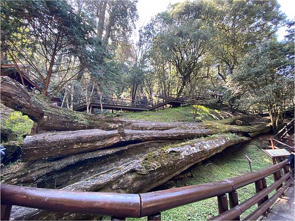 阿里山神木遺址