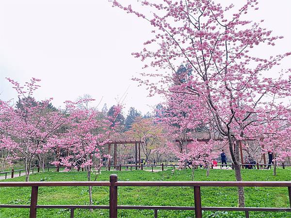 阿里山-沼平櫻花公園