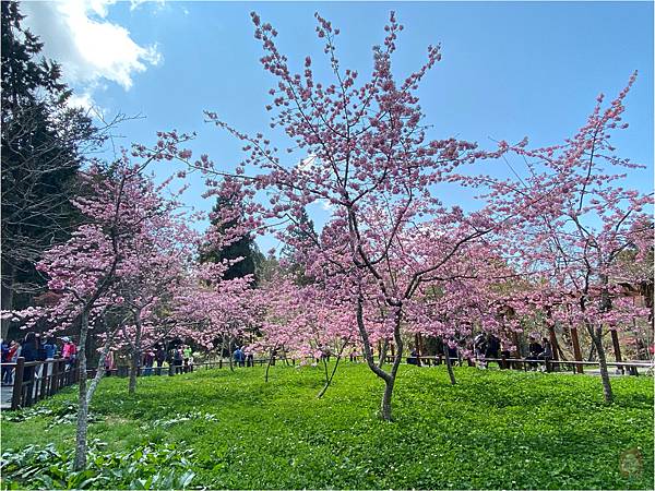 阿里山櫻花