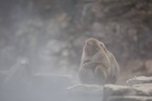 2020 日本東北冬遊記 DAY1-2 來去看猴子泡澡