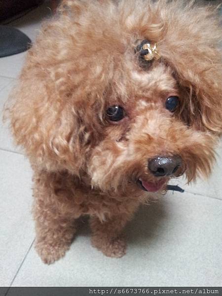 犬-小帥哥.jpg 犬-小帥哥.jpg