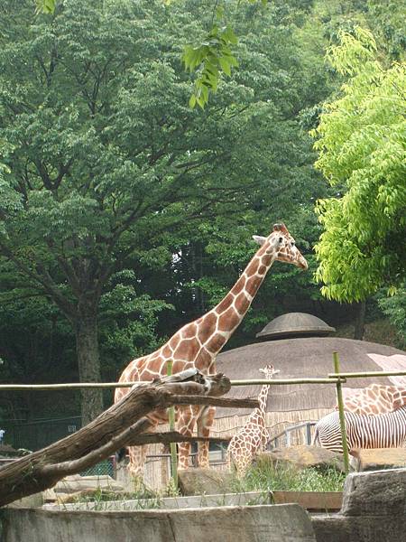 多摩動物園 045.jpg