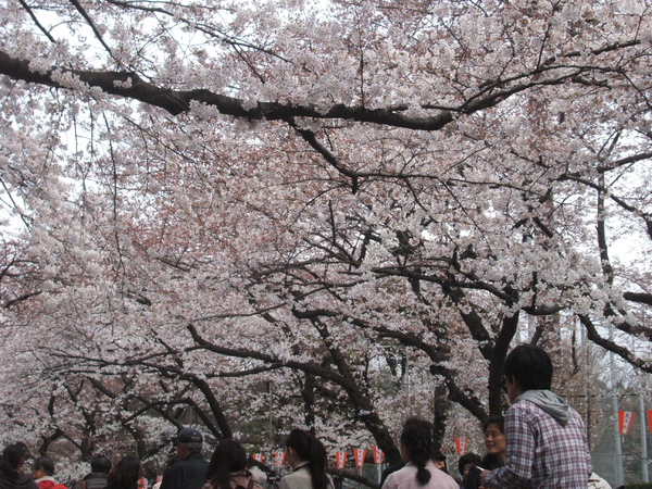 2009 上野公園賞櫻 006.jpg