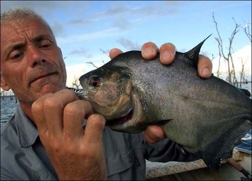 黑食人魚.jpg